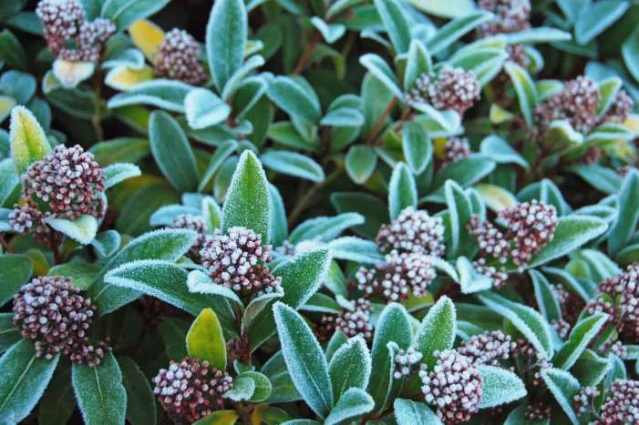 Grün beblätterter Busch mit Raureif